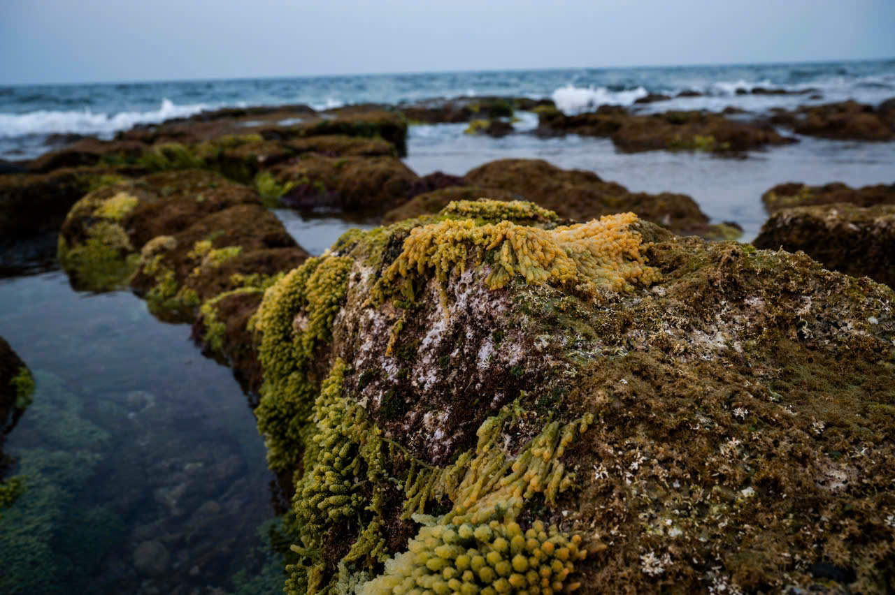   Cồn Cỏ &ndash; với diện t&iacute;ch 2,5 km2, l&agrave; đảo tiền ti&ecirc;u của tổ quốc, mang trong m&igrave;nh&nbsp;những gi&aacute; trị đặc biệt &ndash; đang hội tụ đầy đủ điều kiện để trở th&agrave;nh một m&ocirc; h&igrave;nh ph&aacute;t&nbsp;triển ti&ecirc;u biểu. Nơi đ&acirc;y sở hữu hệ sinh th&aacute;i biển đa dạng, rạn san h&ocirc; phong ph&uacute;,&nbsp;cảnh quan c&ograve;n nguy&ecirc;n sơ, c&ugrave;ng vị tr&iacute; chiến lược tr&ecirc;n tuyến du lịch biển miền&nbsp;Trung.  