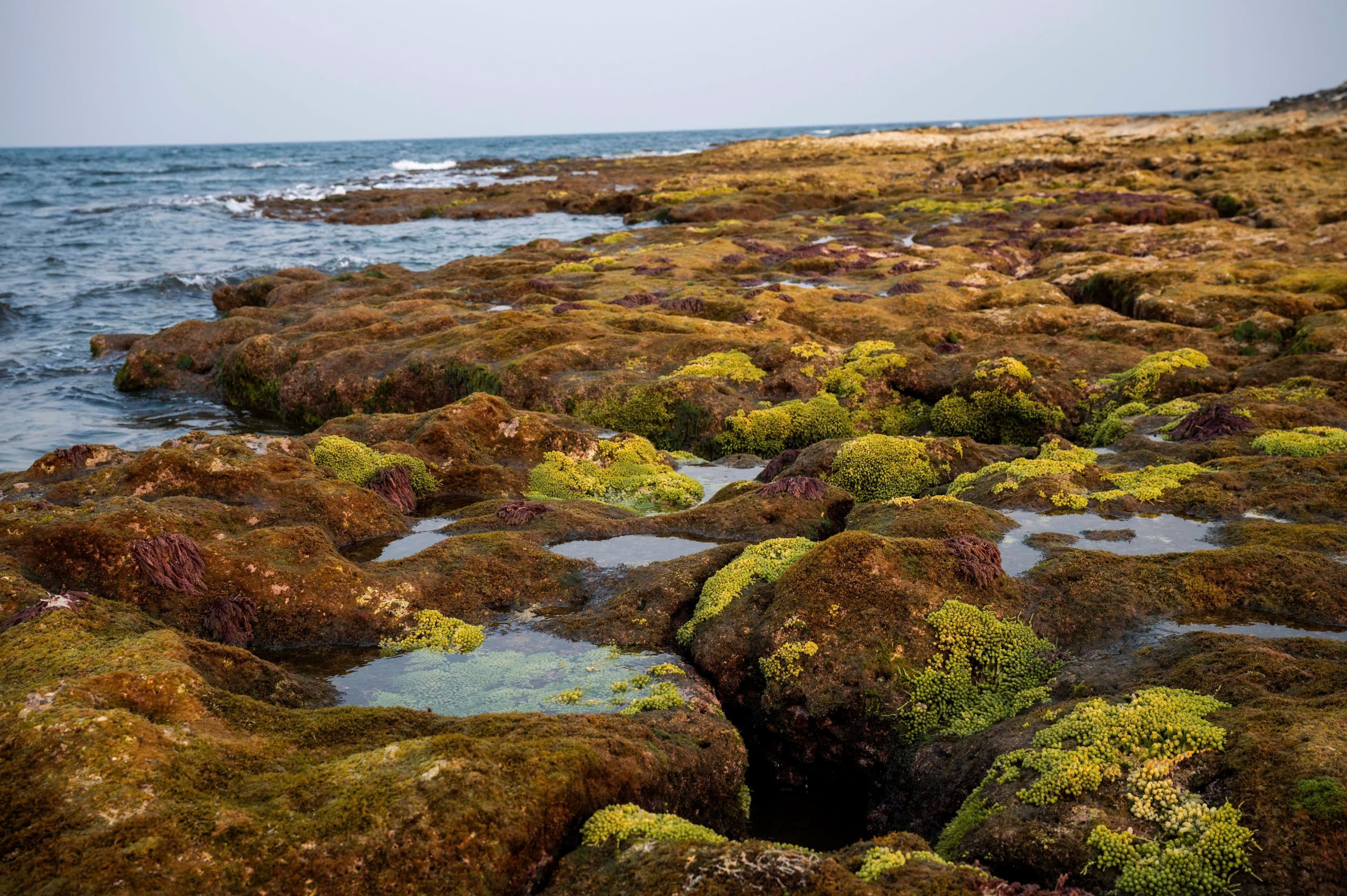 Đảo Cồn Cỏ c&oacute;&nbsp;hệ sinh th&aacute;i biển đa dạng,&nbsp;cảnh quan c&ograve;n nguy&ecirc;n sơ, c&ugrave;ng vị tr&iacute; chiến lược tr&ecirc;n tuyến du lịch biển miền&nbsp;Trung.